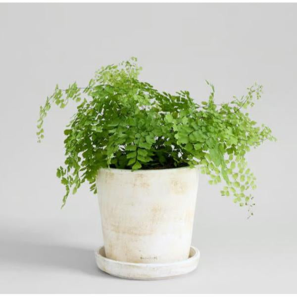 white patina plant pot - Medium 7" tall