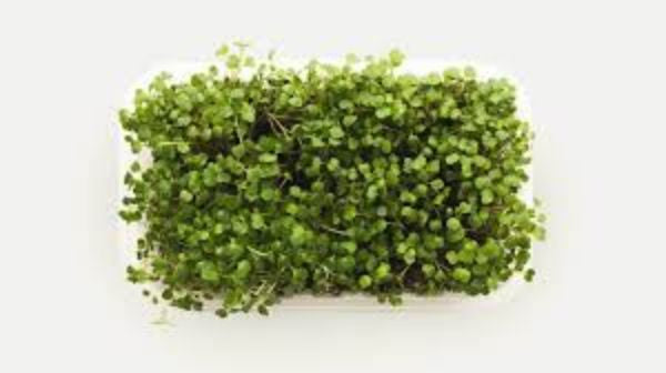 Microgreens 1.5 oz