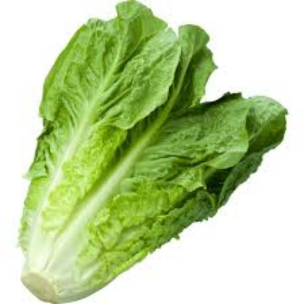 Romaine Lettuce