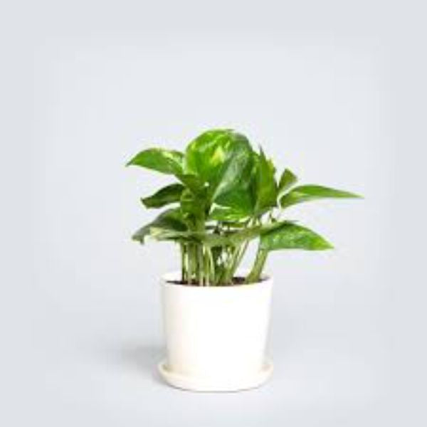 Green Indoor Plant