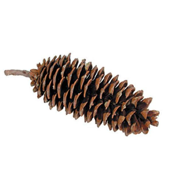 Sugar Pinecone, Large