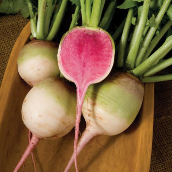 Watermelon Radish 1ct