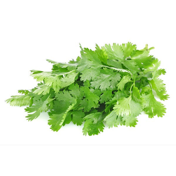 HERB, Cilantro, Fresh