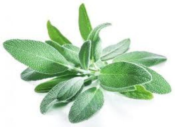 Sage - Fresh 1.6 oz