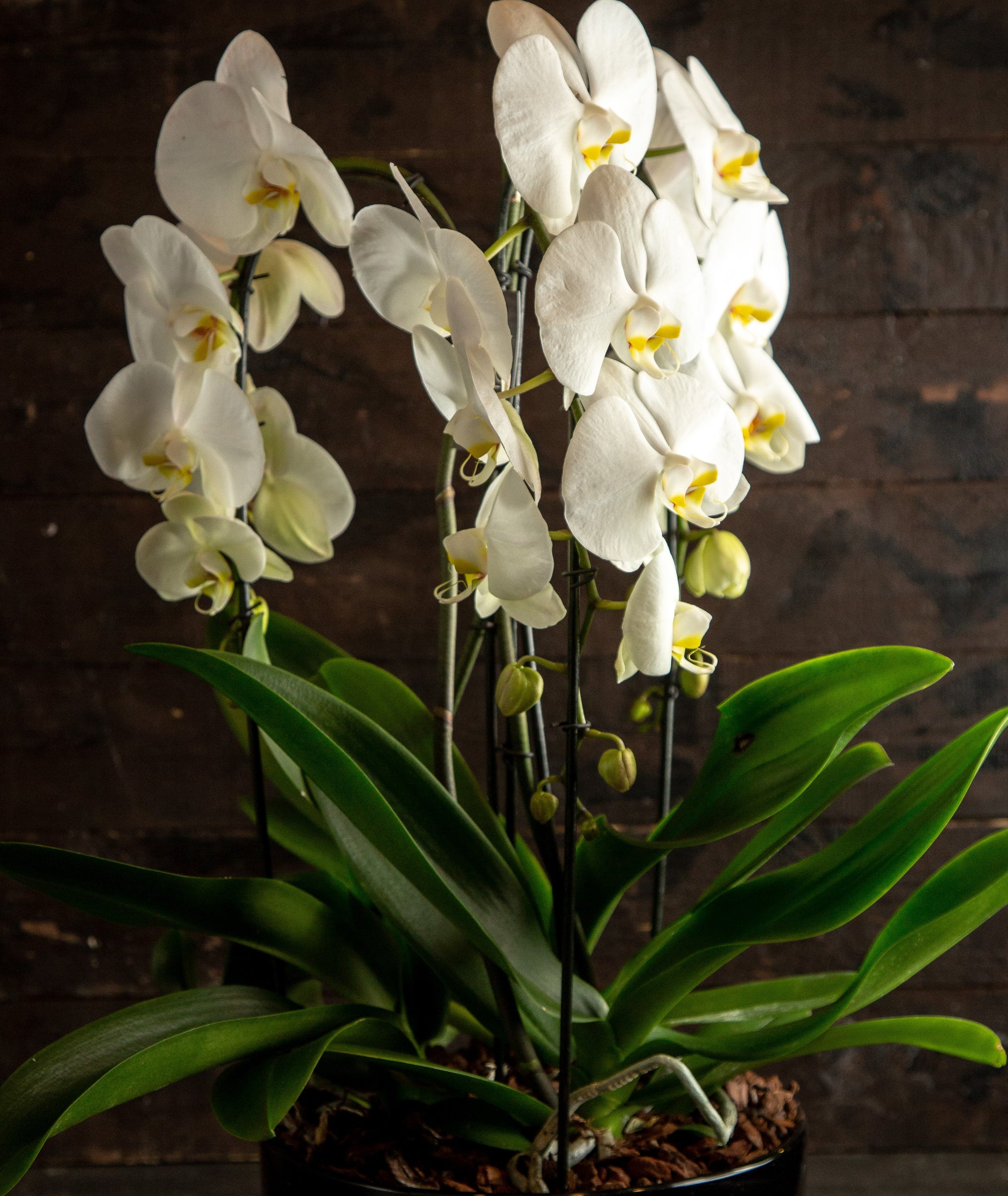 Tall Elegant Orchid